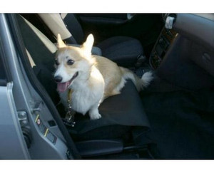 Carpatus Protective Mat for Dogs for Front Seat
