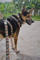 Dingo Dog Harness Guard City - Chiapas Size S