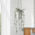 FEJKA Artificial potted plant, in/outdoor hanging, eucalyptus, 9 cm