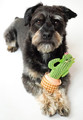 Dingo Dog Toy Cactus Dolores 19cm