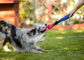 Toby's Choice Dog Toy Firehose Tug