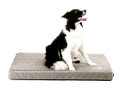 Dog Bed Mattress Royal L