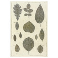 BILD Poster, botanic leaves collection, 61x91 cm