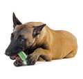 Petstages CrunchCore Bone Dog Chew Toy, medium