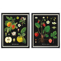 KNOPPÄNG Frame with poster, vintage botanical fruit charts, 40x50 cm, 2 pack