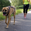 Dingo Dog Leash Bungee for Jogging 170cm, green