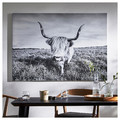 BJÖRKSTA Picture with frame, curious cow/black, 140x100 cm