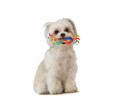 Petstages Mini Dental Chew Pack