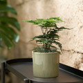 KLOTROBINIA Plant pot, in/outdoor dark green, 9 cm