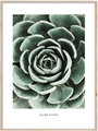 Picture Artbox Echeveria 50 x 70 cm