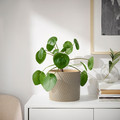 CHIAFRÖN Plant pot, indoor/outdoor light grey, 15 cm