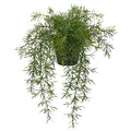 FEJKA Artificial potted plant, in/outdoor Asparagus/hanging, 12 cm