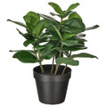 FEJKA Artificial potted plant, in/outdoor Clusia, 12 cm