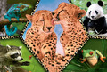 Trefl Children's Puzzle Beauty of Nature Animal Planet 100pcs 5+