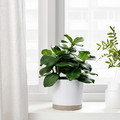 FEJKA Artificial potted plant, in/outdoor Clusia, 12 cm