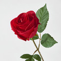 SMYCKA Artificial flower, in/outdoor/Rose red, 40 cm