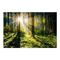 Picture Glasspik Sunny Forest 80 x 120 cm