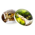 Glass Motiv Magnet 3.5cm 2pcs Squirrel/Meerkat