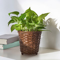 KLIBBAL Plant pot, brown, 12 cm