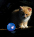 Petstages Cat Twinkle Ball