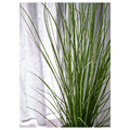 FEJKA Artificial potted plant, grass, 17 cm