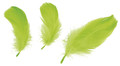 Decorative Feathers 16g, light green