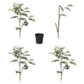 FEJKA Artificial potted plant, in/outdoor red sandalwood, 19 cm
