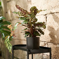 CHIAFRÖN Plant pot, in/outdoor black, 12 cm