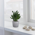 BOYSENBÄR Plant pot, in/outdoor light grey, 6 cm