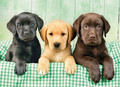 Clementoni Jigsaw Puzzle Labradors 1000pcs 12+