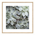 Picture Set Dried Plants & Succulents 30 x 30 cm 4-pack