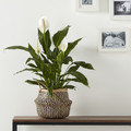 Black Seagrass Plant Pot 19cm