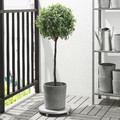 BOYSENBÄR Plant pot, in/outdoor light grey, 15 cm