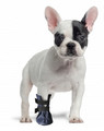 Grande Finale Wound Recovery Boot for Dogs Size 2 - 5cm