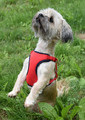 Dingo Anti-Pressure Dog Harness 2-Belts Adjustment L, red