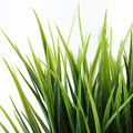 FEJKA Artificial potted plant, indoor/outdoor, grass, 9 cm