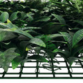 Klikstrom Garden Screen Plants Mix 100 x 100 cm