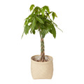 Seagrass Plant Pot 24cm