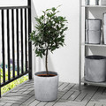 BOYSENBÄR Plant pot, in/outdoor light grey, 24 cm