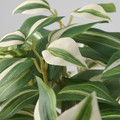 FEJKA Artificial potted plant, indoor/outdoor/tradescantia zebrina, 12 cm