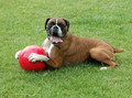 Boomer Ball for Dogs M - 6" / 15cm, red