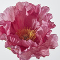 SMYCKA Artificial flower, in/outdoor/Poppy pink, 55 cm