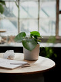 NYPON Plant pot, indoor/outdoor, grey, 12 cm
