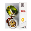Glass Motiv Magnet 3.5cm 2pcs Squirrel/Meerkat