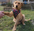 CHABA Dog Harness Guard Story Size S 1.6cm, waikiki