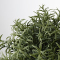 FEJKA Artificial potted plant, Rosemary, 9 cm