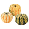 CUCURBITA Decoration pumpkin, assorted