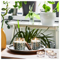 JÄMTSKOGEN Scented candle in glass, cypress & eucalyptus/dark green, 45 hr