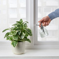 SESAMFRÖN Plant mister, clear glass, 25 cl