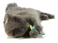 Petstages Catnip Chew Mice